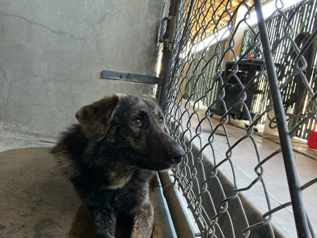 PETE - German Shepherd Dog available for adoption