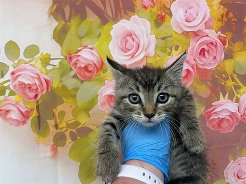 TIGER - Domestic Short Hair for adoption in San Bernardino