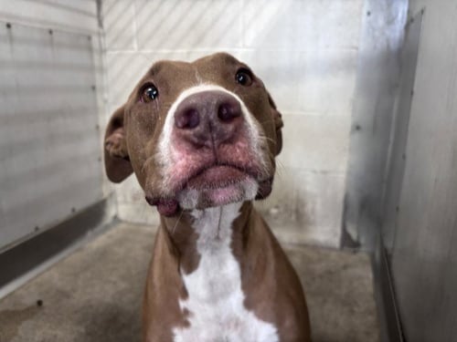 ARTEMIS - Pit Bull Terrier available for adoption