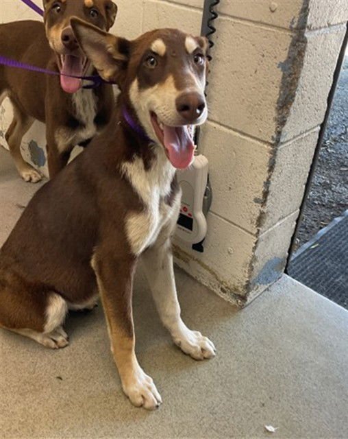 GLINDA - Doberman Pinscher available for adoption