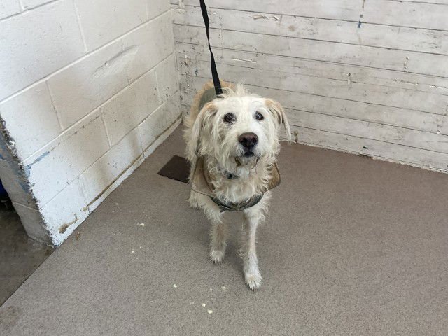 TUCKER - Terrier available for adoption