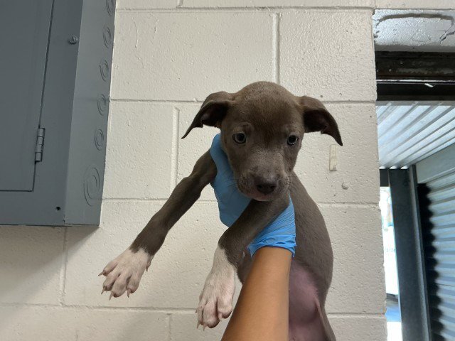 BLUEY Image