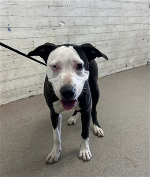 CORALINE - Pit Bull Terrier available for adoption