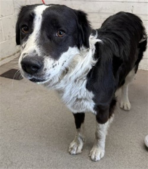 RITA - Australian Shepherd / Border Collie available for adoption
