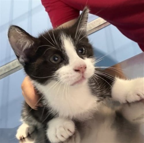 BERT - Domestic Short Hair available for adoption