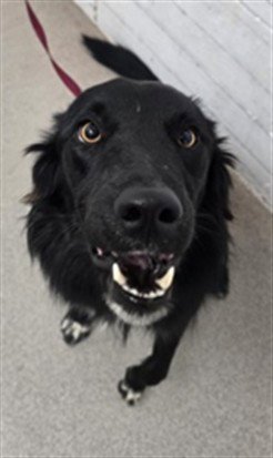 TOOTHLESS - Border Collie available for adoption