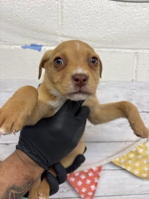 EGGS BENNY - Pit Bull Terrier available for adoption