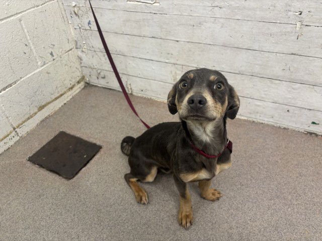 MUFFY - Dachshund / Chihuahua available for adoption