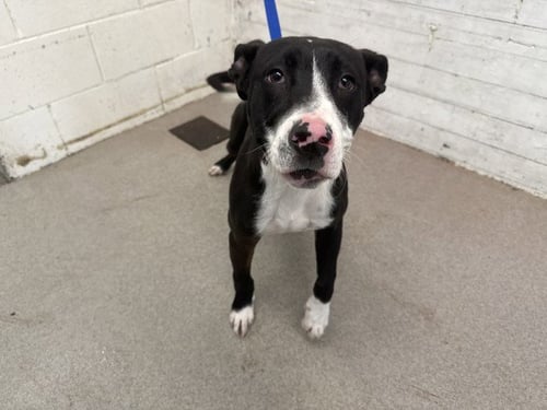 CODY - Pit Bull Terrier available for adoption