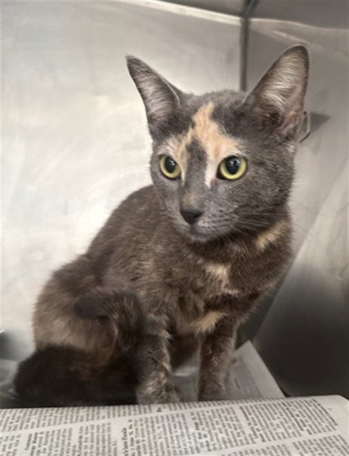 OPAL - Domestic Short Hair available for adoption