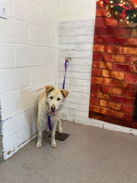 NOVA - Australian Shepherd available for adoption