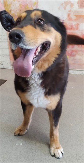 CASSANDRA - German Shepherd Dog available for adoption