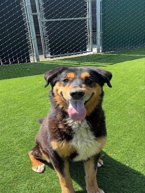 CASSANDRA - German Shepherd Dog available for adoption
