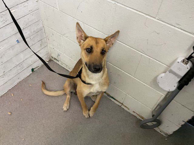 PADME - German Shepherd Dog available for adoption