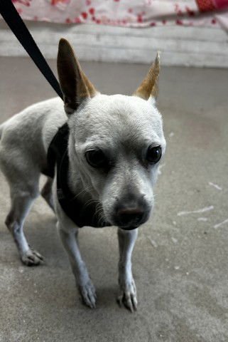 CHANCE - Chihuahua available for adoption