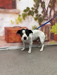 BAXTER - Photo 1