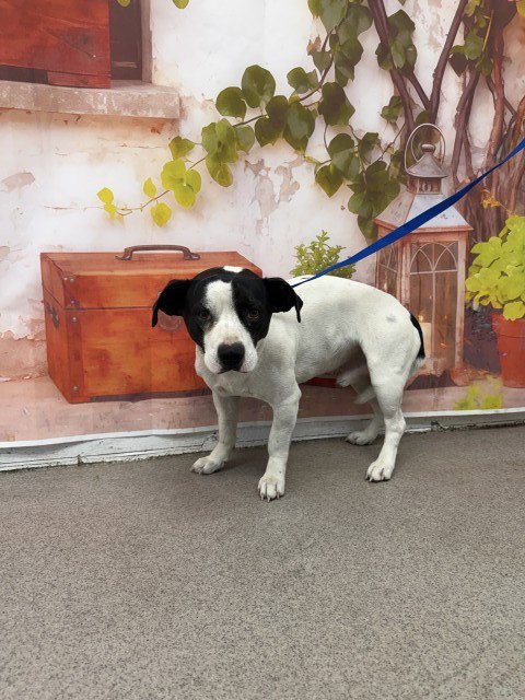 BAXTER - Terrier available for adoption