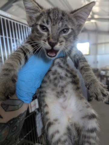 BEANS - Domestic Short Hair available for adoption