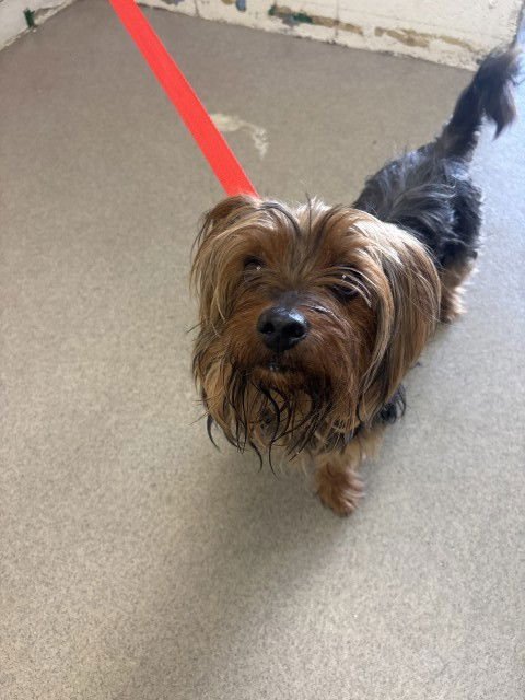 ACE - Yorkshire Terrier Yorkie available for adoption