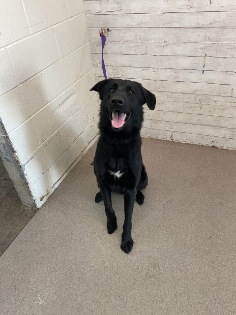 MIKEY - German Shepherd Dog available for adoption