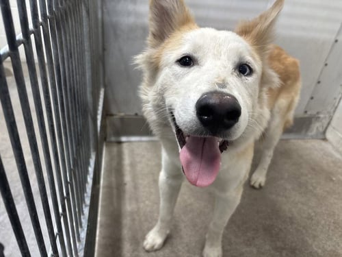 BUSTER - Siberian Husky available for adoption