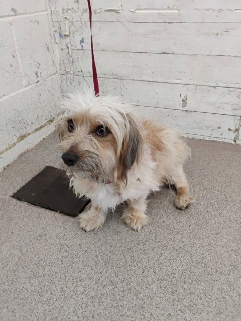 NINA - Terrier available for adoption