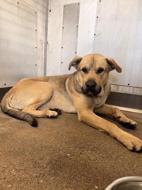 BOHDIE - Labrador Retriever / Pit Bull Terrier available for adoption