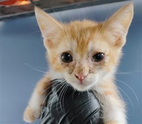 FRANCINE - Domestic Short Hair available for adoption