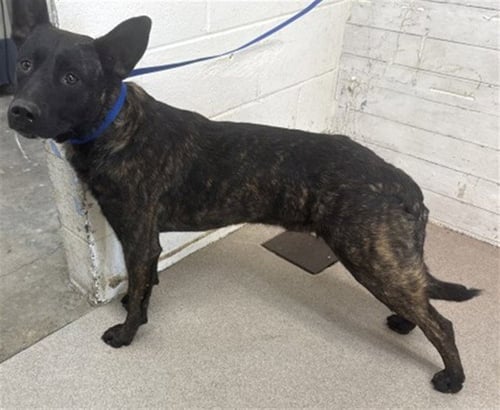 CHICO - German Shepherd Dog available for adoption