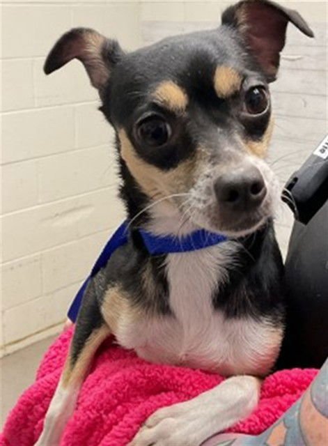 A589059 - Chihuahua available for adoption