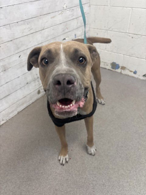 CARMELA - Pit Bull Terrier available for adoption