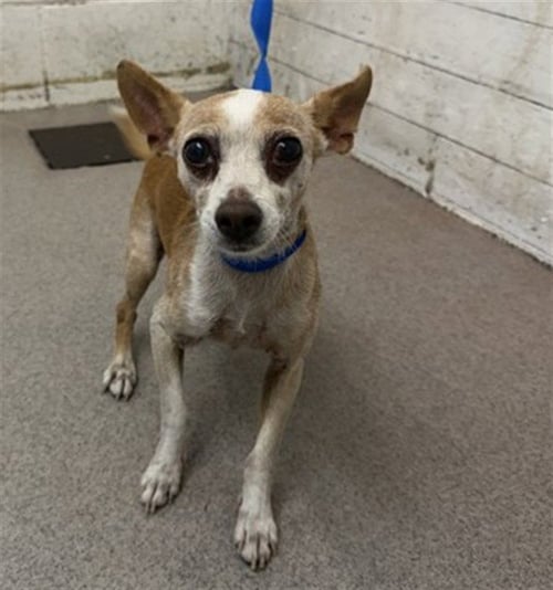 LEO - Chihuahua available for adoption