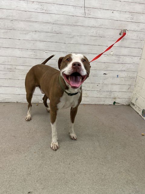 CHUNKIE - Pit Bull Terrier available for adoption