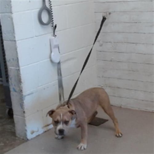 CHAPO - Pit Bull Terrier available for adoption