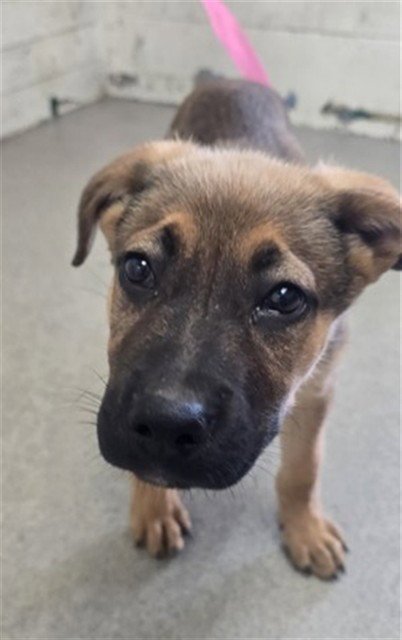 EUGENE - German Shepherd Dog available for adoption