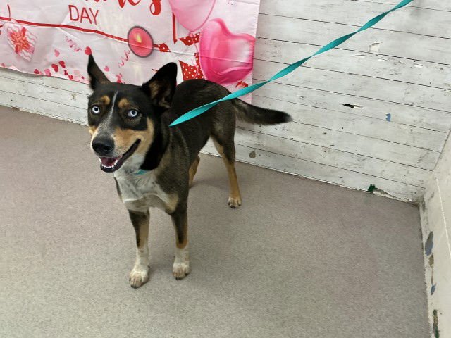 JUNE - Siberian Husky / Australian Cattle Dog/Blue Heeler available for adoption