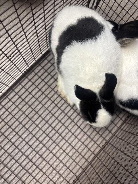 CHIP - Shorthaired Rabbit available for adoption