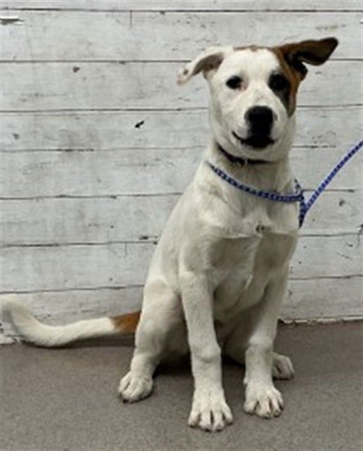 DAPHNE - German Shepherd Dog available for adoption