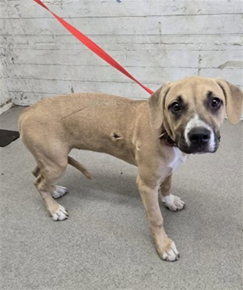 MANGO - Labrador Retriever / Pit Bull Terrier available for adoption