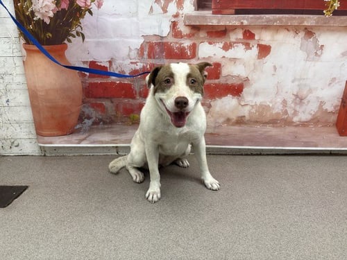 CARLY - Pit Bull Terrier available for adoption