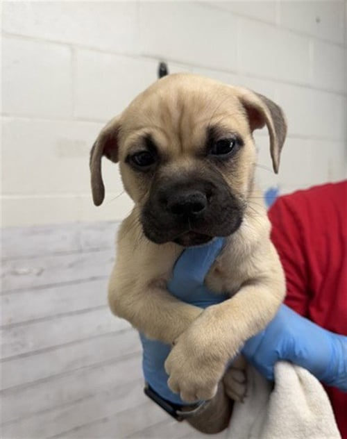 BRUTUS - Mastiff available for adoption