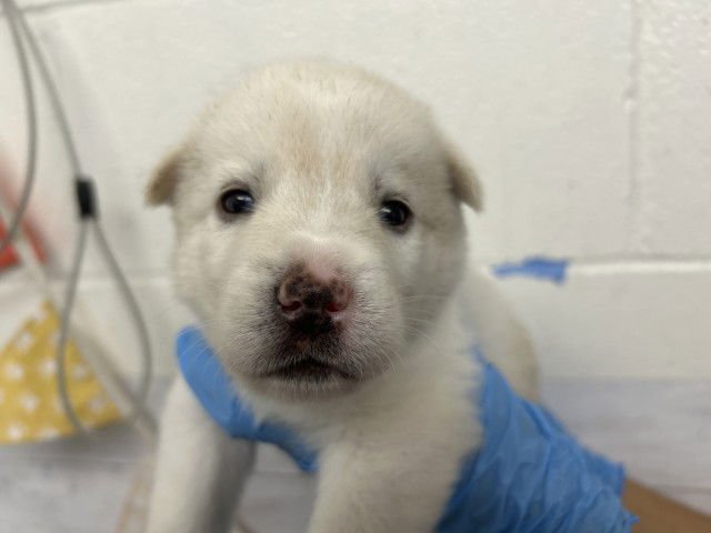 LEON - German Shepherd Dog available for adoption