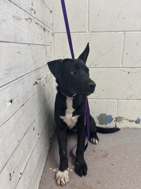MARK - Labrador Retriever available for adoption