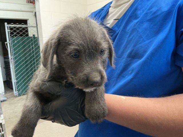 CRICKET - Pit Bull Terrier available for adoption