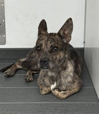 DEZIE - Photo 1