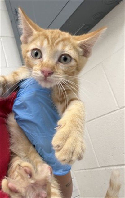JACK - Domestic Short Hair available for adoption