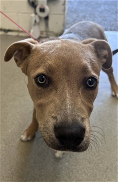 MCKENNA - Pit Bull Terrier available for adoption