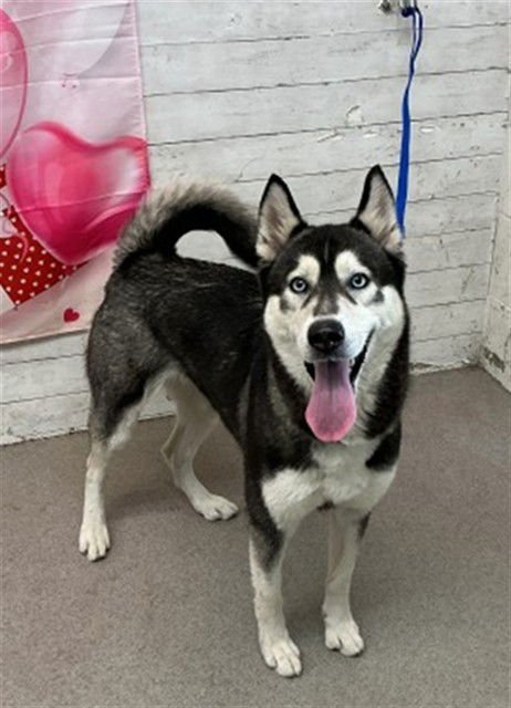 MUFFY - Siberian Husky available for adoption
