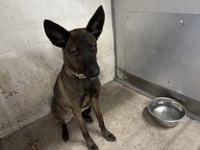 KODA - Photo 1