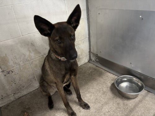 KODA - Belgian Shepherd Malinois available for adoption